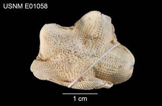 To NMNH Extant Collection (Asterina orthodon USNM E01058 - dorsal)