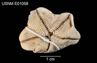 To NMNH Extant Collection (Asterina orthodon USNM E01058 - ventral)