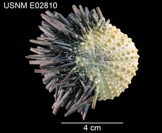 To NMNH Extant Collection (Zenocentrotus kellersi USNM E02810 - dorsal)
