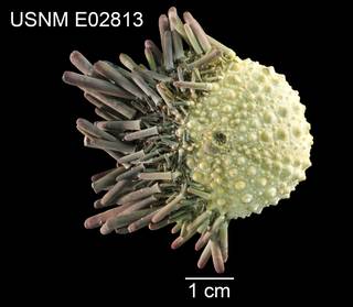 To NMNH Extant Collection (Zenocentrotus paradoxus USNM E02813 - dorsal)