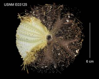 To NMNH Extant Collection (Astropyga magnifica USNM E03125 - dorsal)