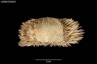 To NMNH Extant Collection (Pseudoboletia occidentalis USNM E04531 - Lateral)