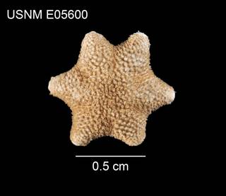 To NMNH Extant Collection (Aleutiaster schefferi USNM E05600 - dorsal)