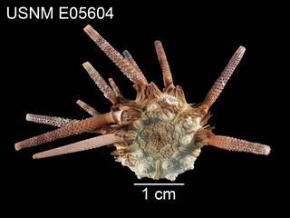 To NMNH Extant Collection (Hesperocidaris houstoniana USNM E05604 - dorsal)