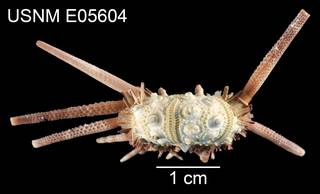 To NMNH Extant Collection (Hesperocidaris houstoniana USNM E05604 - lateral)