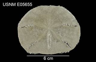 To NMNH Extant Collection (Mellita lata USNM E05655 - dorsal)