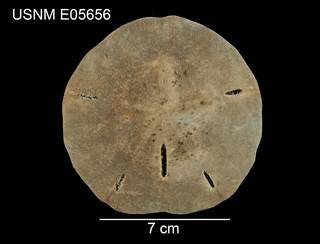 To NMNH Extant Collection (Mellita quinquesperforata tenuis USNM E05656 - dorsal)