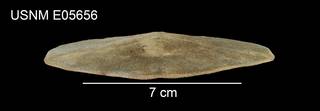 To NMNH Extant Collection (Mellita quinquesperforata tenuis USNM E05656 - lateral)