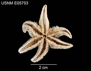 To NMNH Extant Collection (Leptasterias bartletti USNM E05753 - ventral)
