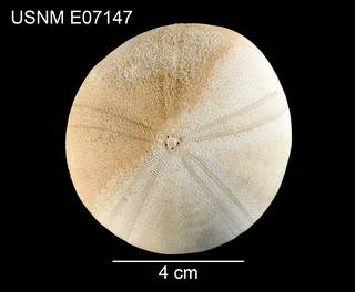 To NMNH Extant Collection (Conolampas diomedeae USNM E07147 - dorsal)