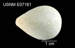 To NMNH Extant Collection (Plexechinus spectabilis USNM E07161 - dorsal)