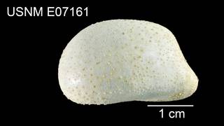 To NMNH Extant Collection (Plexechinus spectabilis USNM E07161 - lateral)