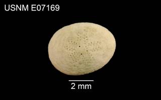 To NMNH Extant Collection (Echinocyamus scaber subconicus USNM E07169 - ventral)