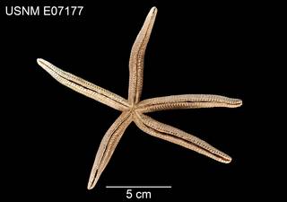 To NMNH Extant Collection (Copidaster lymani USNM E07177 - ventral)