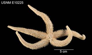 To NMNH Extant Collection (Distolasterias elegans USNM E10225 - dorsal)