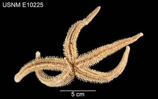 To NMNH Extant Collection (Distolasterias elegans USNM E10225 - ventral)