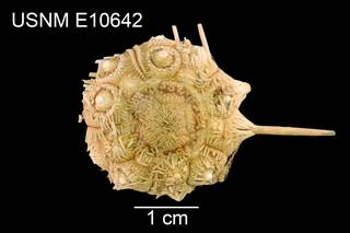 To NMNH Extant Collection (Dorocidaris rugosa USNM E10642 - dorsal)