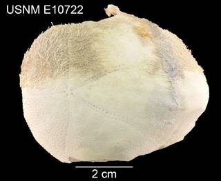 To NMNH Extant Collection (Saviniaster enodatus USNM E10722 - dorsal)