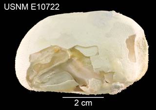 To NMNH Extant Collection (Saviniaster enodatus USNM E10722 - lateral)