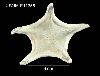 To NMNH Extant Collection (Pillsburiaster geographicus USNM E11258 - dorsal)