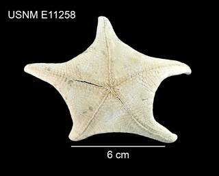 To NMNH Extant Collection (Pillsburiaster geographicus USNM E11258 - ventral)