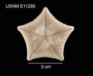 To NMNH Extant Collection (Apollonaster yucatanensis USNM E11285 - ventral)