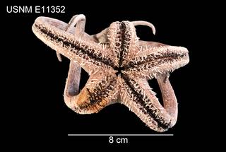To NMNH Extant Collection (Doraster constellatus USNM E11352 - ventral)