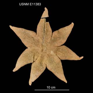To NMNH Extant Collection (Solaster notophrynus USNM E11383 - dorsal)