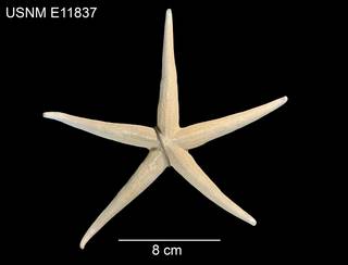 To NMNH Extant Collection (Narcissia gracilis malpeloensis USNM E11837 - dorsal)