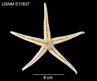 To NMNH Extant Collection (Narcissia gracilis malpeloensis USNM E11837 - ventral)