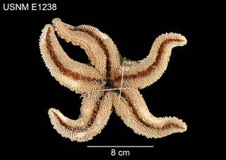 To NMNH Extant Collection (Pisaster ochraceus segnis USNM E1238 - ventral)