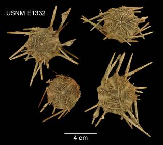 To NMNH Extant Collection (Stylocidaris reini cladothrix USNM E1332 - ventral)