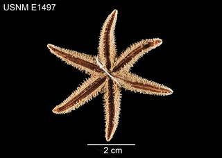 To NMNH Extant Collection (Leptasterias leptodoma USNM E1497 - ventral)