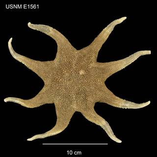 To NMNH Extant Collection (Solaster abyssicola USNM E1561 - dorsal)