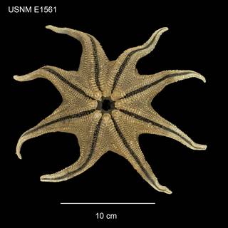 To NMNH Extant Collection (Solaster abyssicola USNM E1561 - ventral)