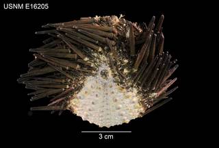 To NMNH Extant Collection (Echinometra lucunter polypora USNM E16205 - dorsal)