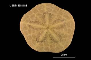 To NMNH Extant Collection (Clypeaster kieri USNM E18188 - dorsal)