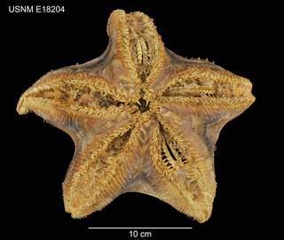 To NMNH Extant Collection (Hymenaster regalis USNM E18204 - ventral)
