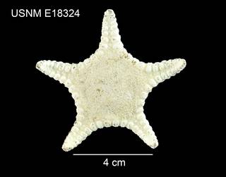 To NMNH Extant Collection (Floriaster maya USNM E18324 - dorsal)