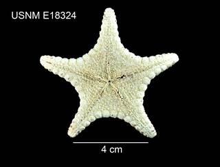 To NMNH Extant Collection (Floriaster maya USNM E18324 - ventral)