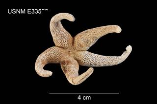 To NMNH Extant Collection (Henricia downeyae USNM E33569 - dorsal)