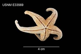 To NMNH Extant Collection (Henricia downeyae USNM E33569 - ventral)