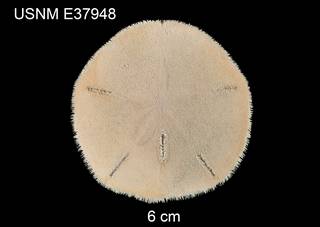 To NMNH Extant Collection (Mellita isometra USNM E37948 - dorsal)