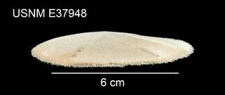 To NMNH Extant Collection (Mellita isometra USNM E37948 - lateral)