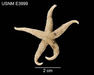 To NMNH Extant Collection (Asterias triremis USNM E3999 - dorsal)
