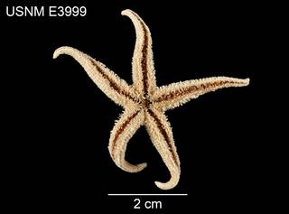 To NMNH Extant Collection (Asterias triremis USNM E3999 - ventral)