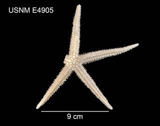 To NMNH Extant Collection (Zoroaster perarmatus USNM E4905 - dorsal)