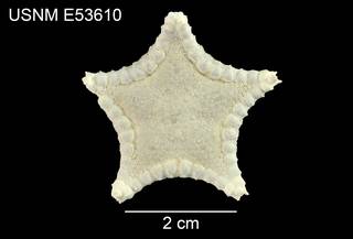 To NMNH Extant Collection (Ryukuaster onnae USNM E53610 - dorsal)