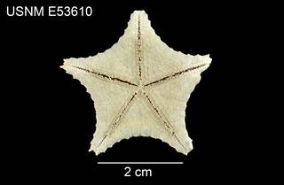 To NMNH Extant Collection (Ryukuaster onnae USNM E53610 - ventral)