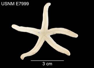 To NMNH Extant Collection (Ophidiaster perplexus USNM E7999 - ventral)